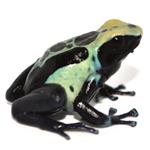 Dendrobates tinctorius 