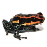 Ranitomeya amazonica 
