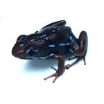 Epipedobates anthonyi 