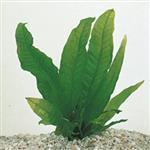 Microsorum pteropus