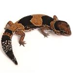 Dikstaartgekko