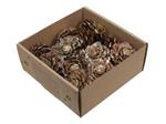 Dennenappel Flower cut Gold Wash doosje 23st – Perfect voor Groendecoraties en Bloemschikken