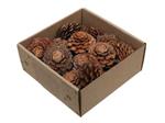 Dennenappel Flower cut Naturel doosje 23st – Perfect voor Groendecoraties en Bloemschikken