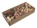 Leucadendron Assorortiment Naturel op draad +/-100 st Ideaal voor Groendecoratie en Bloemschikken