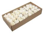 Leucodendron Plumosum Gebleekt op draad doos 55 stuks – Perfect voor Groendecoraties en Bloemschikke