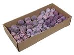 Leucodendron assortiment Lila Brombeer op draad doos 100 stuks – Perfect voor Groendecoraties en Blo