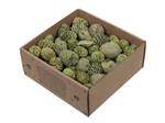 Leucodendron assortiment Groen Green wash 640 gr – Perfect voor Groendecoratie en Bloemschikken – Pe