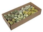 Leucodendron assortiment Groen Green wash op draad doos 100 stuks – Perfect voor Groendecoraties en 