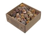 Leucodendron Assortiment - Naturel Kleuren (640 gr) – Perfect voor Groendecoratie en Bloemschikken –