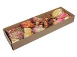 Protea de luxe assortiment naturel doos 26 stuks - Bijzondere Exotische Droogbloem