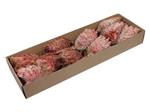 Protea Barbigera Medium - Rood (Doos van 10 Stuks) – Mooie Exotische Droogbloem Mooie Exotische Droo