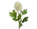 Actie Ranonkel Camelia WIT L.8cm W.10cm H.57cm / stuk Ranonkel Camelia zijdebloem