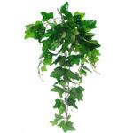 Hanger vuller Hedera Groene bladeren Groene hangplanten