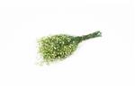 Gepreserveerd Gips Gipskruid Appelgroen 60cm. 55gr Gepreserveerd
