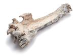 Mulberry root wortelstronk hollow Frosted White 40-50cm