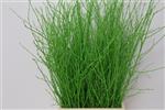 Actie Berkentakken Groen Birch 60cm +/- 10st  Berkentakken