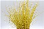 Actie Berkentakken Geel Birch 60cm +/- 10st  Berkentakken