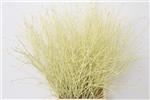 Actie Berkentakken Creme Birch 60cm +/- 10st  Berkentakken