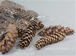 Denneappel STROBUS Naturel 20-25cm.per stuk  Grote denneappel
