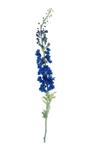 Delphinium - donker blauw