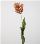 Parrot tulp - Karteltulp - 70cm - Oud roze gevlamd -