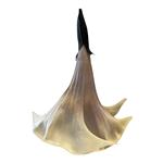 Trompet bloem - Datura - per 12 stuks - Taupe kleurig -