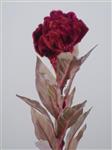 Celosia - donker rood - 60cm