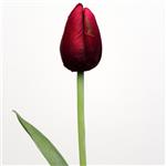 Lange tulp paars