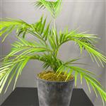 Areca Palm - 55cm - compleet in pot -