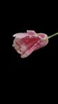 Parrot tulp roze