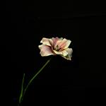 Open lange tulp Taupe