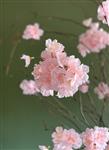 Roze kersenbloesem