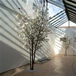 Hoge magnoliaboom