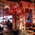 Hoge diep roze bloesemboom 350cm