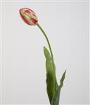 Franse tulp - 65cm -
