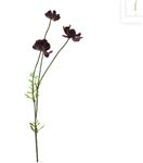 Cosmea - diep bordeaux rood - 55cm