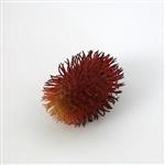 Rambutan rood