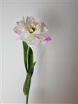 Open gebloeide tulp - wit - roze gevlamd 65cm
