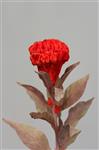 Celosia - oranje - 60cm