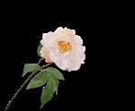 Pioenroos - perzik - peach - 55cm - kunstbloem -