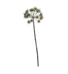 Berenklauw - groen frosted - 65cm -