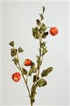 Appeltak - 'gedroogd' - 70cm
