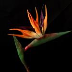 Strelitzia