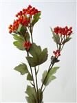 Viburnum bes - rood - 60 cm