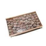Leucadendron Murri op draad +/-5 st Naturel Muirrii