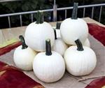 Homestyle F1 PMT halloweenpompoen, zaden kleinverpakking Lichtgele Halloween pompoen, gewicht tussen