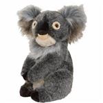Daphne Koala