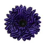 Purple Zebra Daisy.