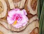 Lila Jo, Pink and White Hibiscus.