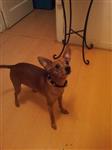 Tatyana Clothing, Dog Collar in Black.
